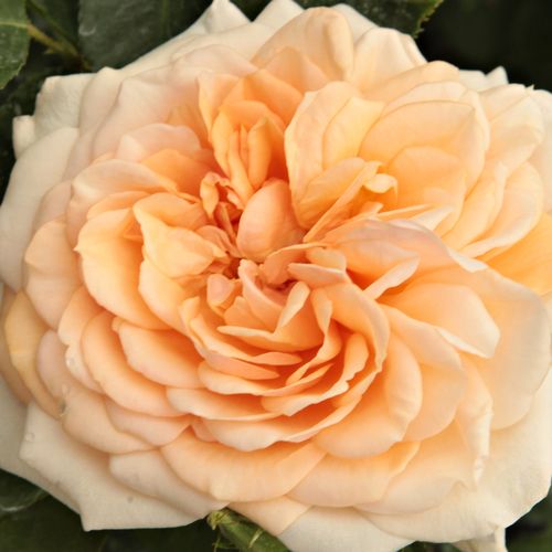 Rosa pesca - rose inglesi